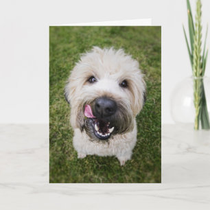 Funny Dog Birthday Card Karte