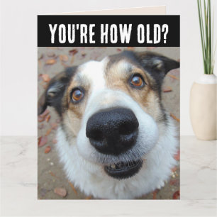 FUNNY DOG BIRTHDAY ERHALTEN ÄLTERE BIG Card Karte