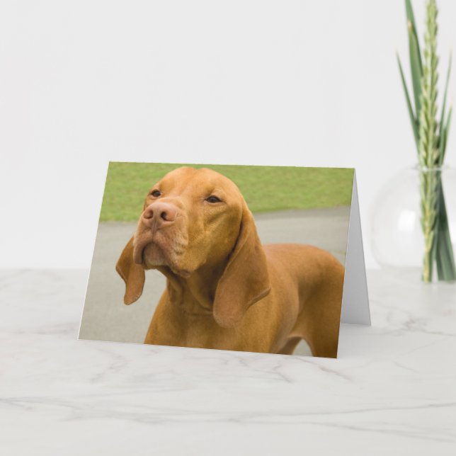Funny Dog Foto Vizsla Card Karte (Vorderseite)