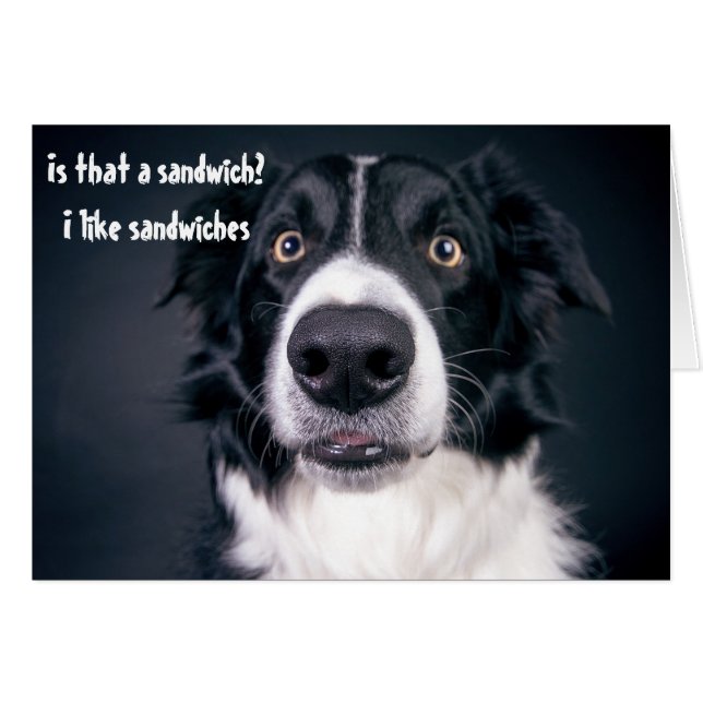 Funny Dog Hunger wie Sandwiches Border Collie (Vorderseite (Horizontal))