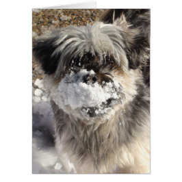 Funny Dog mit Schnee auf der Nase