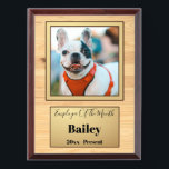 Funny Dog Mitarbeiter des Month Custom Fotos Awardplakette<br><div class="desc">Funny Dog Employee of the Month Custom Foto Award</div>