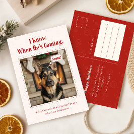 Funny Dog Pet Photo Christmas Holiday Postcard Feiertagspostkarte