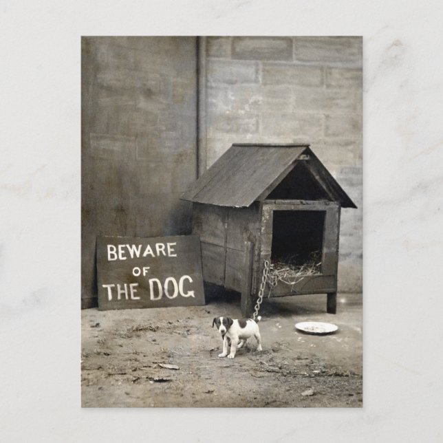 Funny Dog Postards Postkarte (Vorderseite)