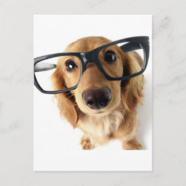 Funny Dog Postkarte