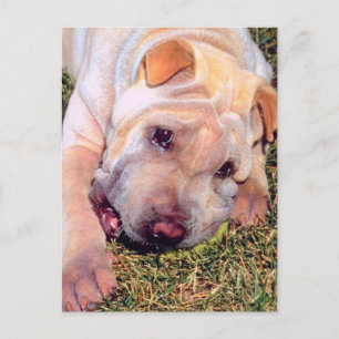 Funny Dog Postkarte