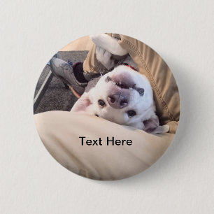 Funny Dog wird nicht zu einem komischen Foto Button