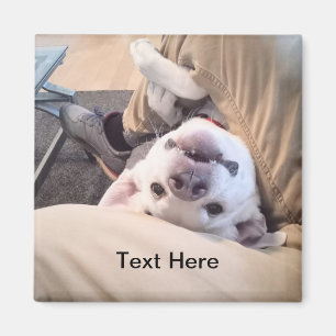 Funny Dog wird nicht zu einem komischen Foto Magnet