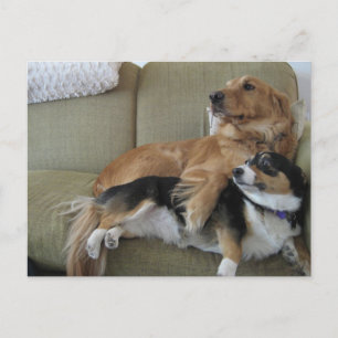 Funny Dogs Cuddling Niedlich Golden Retriever Corg Postkarte