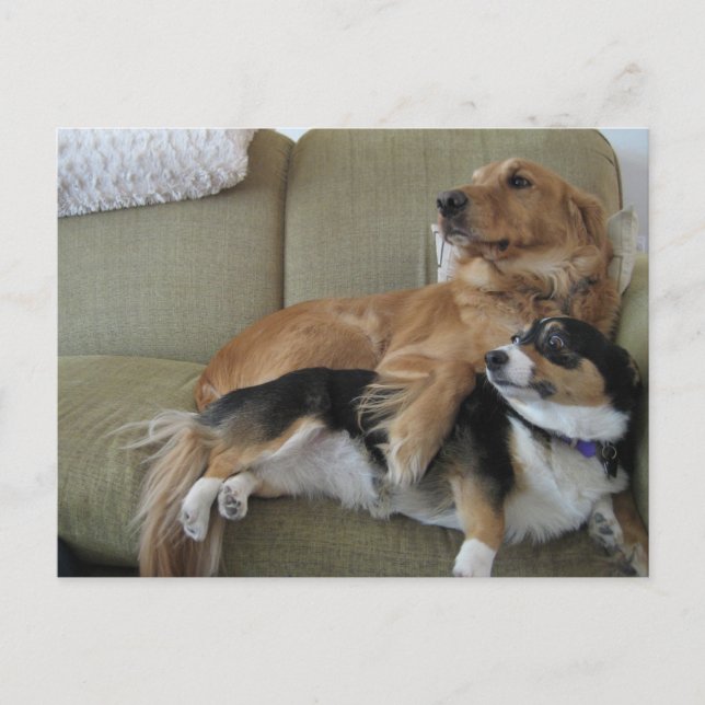 Funny Dogs Cuddling Niedlich Golden Retriever Corg Postkarte (Vorderseite)