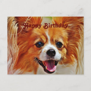 Funny Dogs Happy Birthday Postkarte