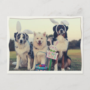 Funny Dogs Happy Oaster Postcard Postkarte