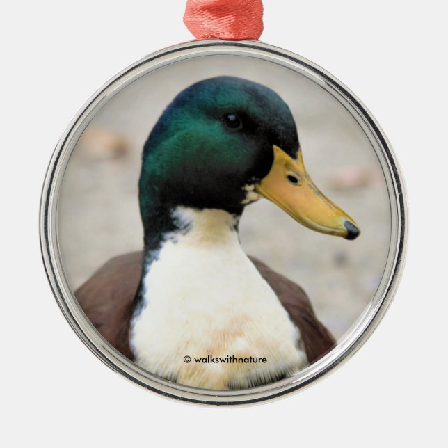 Funny Domestic Mallard Duclair Bibbed Odd Duck Ornament Aus Metall (Vorne)