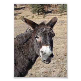 Funny Donkey Fotodruck
