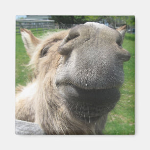 Funny Donkey Nah hoch Magnet