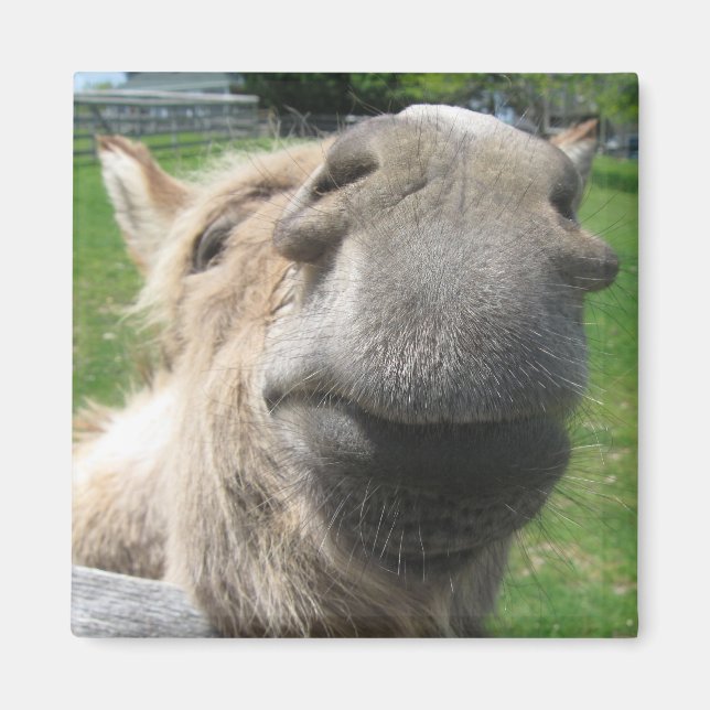 Funny Donkey Nah hoch Magnet (Vorne)