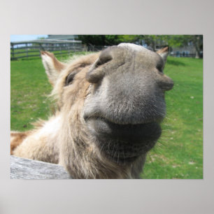 Funny Donkey Nah hoch Poster