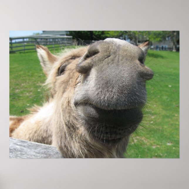 Funny Donkey Nah hoch Poster (Vorne)