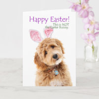 Funny Doodle Doodle Oster