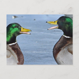 Funny Ducks Postkarte