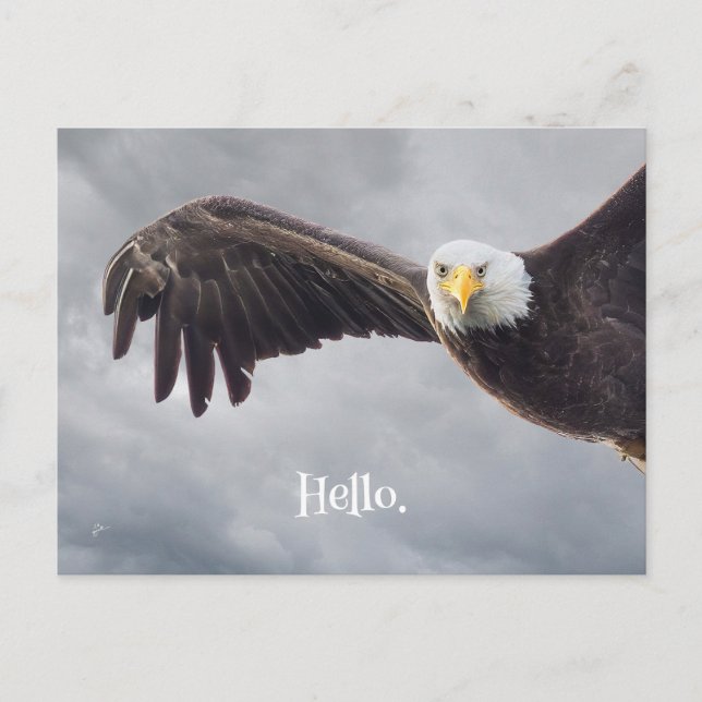 Funny Eagle Hello Jeder Anlass Blank Postkarte (Vorderseite)