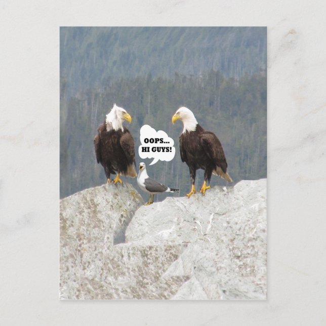 Funny Eagles und Seagull Postkarte (Vorderseite)