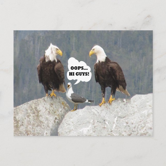 Funny Eagles und Seagull Postkarte (Vorderseite)