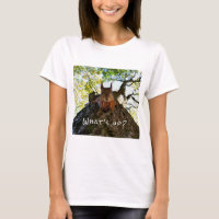 Funny Eichhörnchen Niedlicher Tiere Hallo da