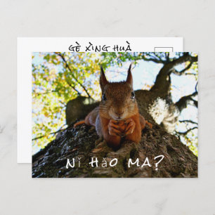 Funny Eichhörnchen Niedlicher Tiere Hallo Von Hi C Postkarte