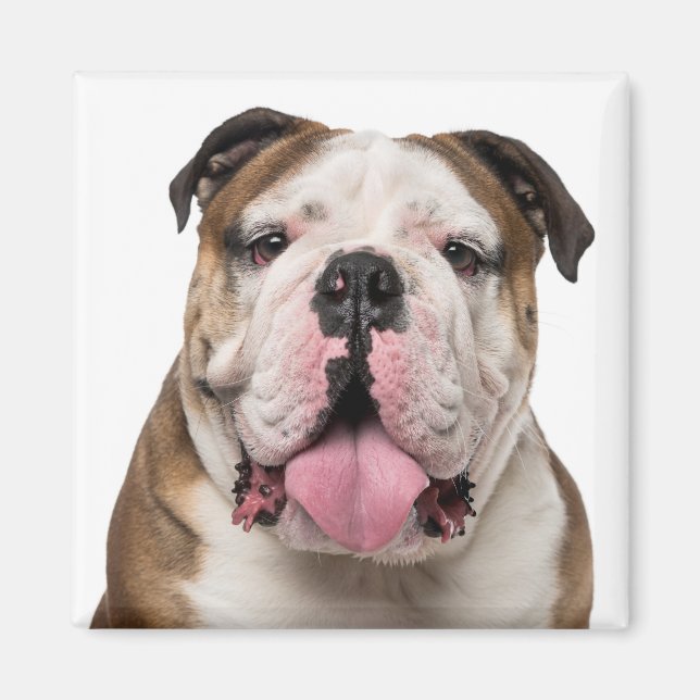 Funny English Bulldog Sticken Out Tongue Dog Magnet (Vorne)
