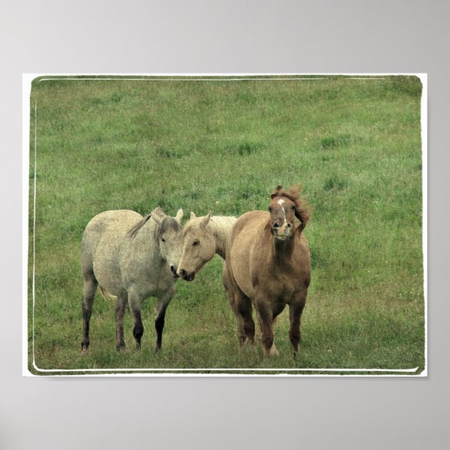 Funny Equines Poster (Vorne)