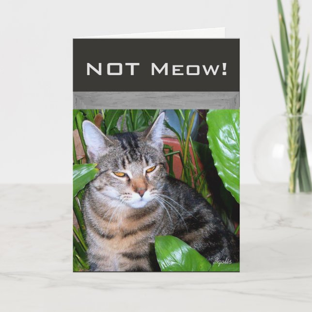 Funny Expression " Not Meow" Cat Note Card Karte (Vorderseite)