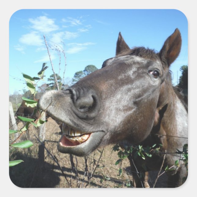Funny Face braunes Pferd Quadratischer Aufkleber (Vorderseite)