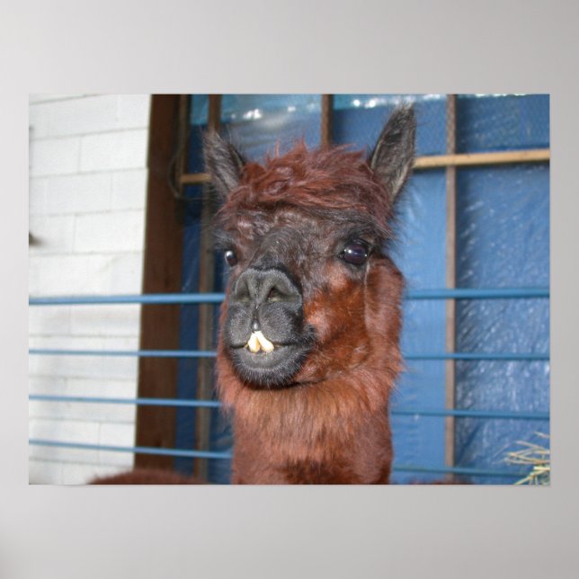 Funny Face Llama Poster (Vorne)