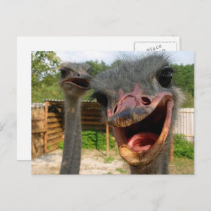 Funny Face Ostrich Couple Foto Postkarte