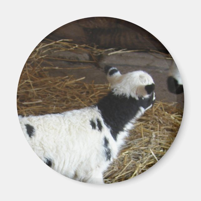 Funny Face's Lamb Magnet (Vorne)