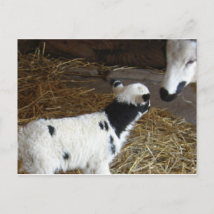 Funny Face's Lamb Postkarte