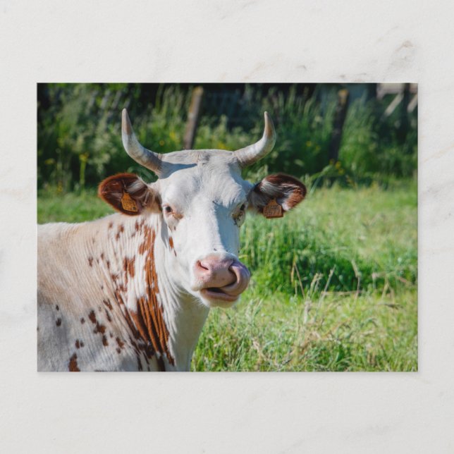 Funny Farm Animal - Kuh-Spaß - Kuhzunge Postkarte (Vorderseite)