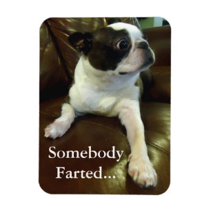 Funny Farting Boston Terrier Magnet