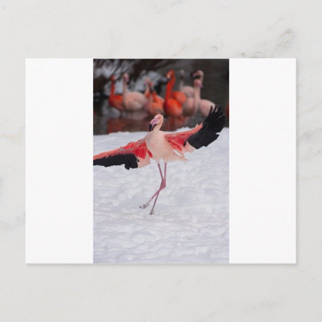 Funny Flamingo tanzt Flamenco Postkarte (Vorderseite)
