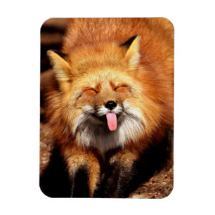 Funny Fox Sticken Es ist Zunge-Out Magnet