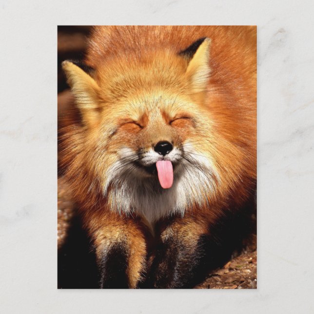 Funny Fox Sticken Es ist Zunge-Out Postkarte (Vorderseite)