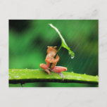 Funny Frog Angst vor Wasser Postkarte<br><div class="desc">Tierausweis mit einem lustigen Frosch hat Angst vor Wasser</div>