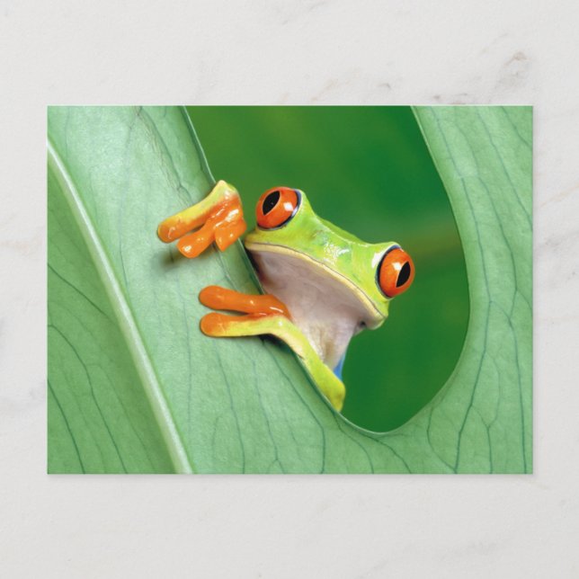 Funny Frog Postkarte (Vorderseite)