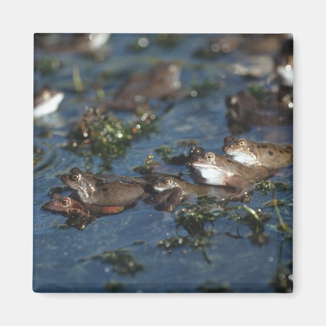 Funny Frogs Magnet (Vorne)