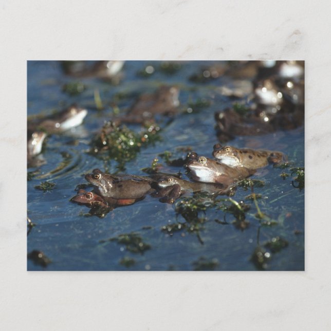 Funny Frogs Postkarte (Vorderseite)