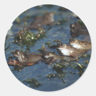 Funny Frogs Runder Aufkleber