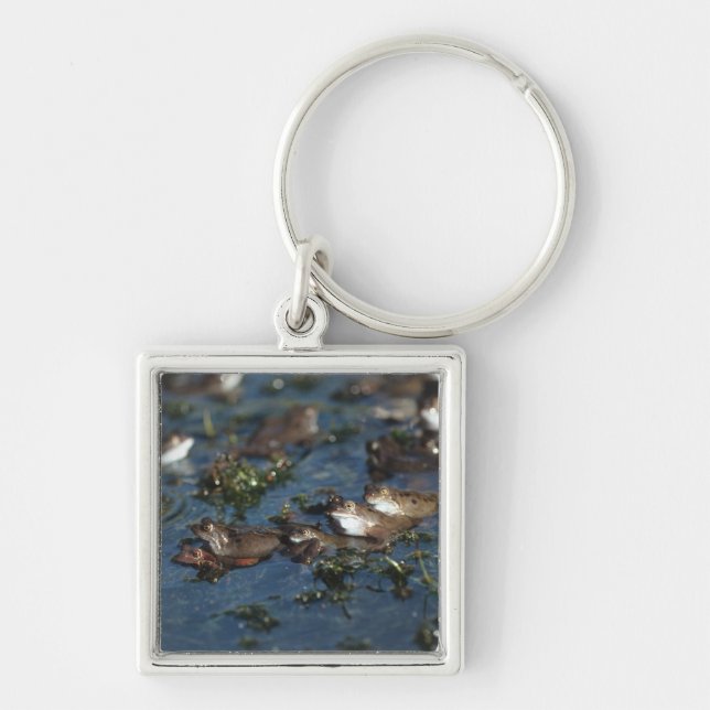 Funny frogs schlüsselanhänger (Vorne)