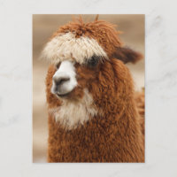 Funny Fuzzy Llama