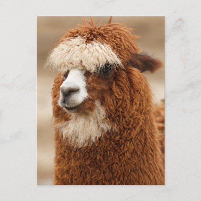 Funny Fuzzy Llama Postkarte (Vorderseite)